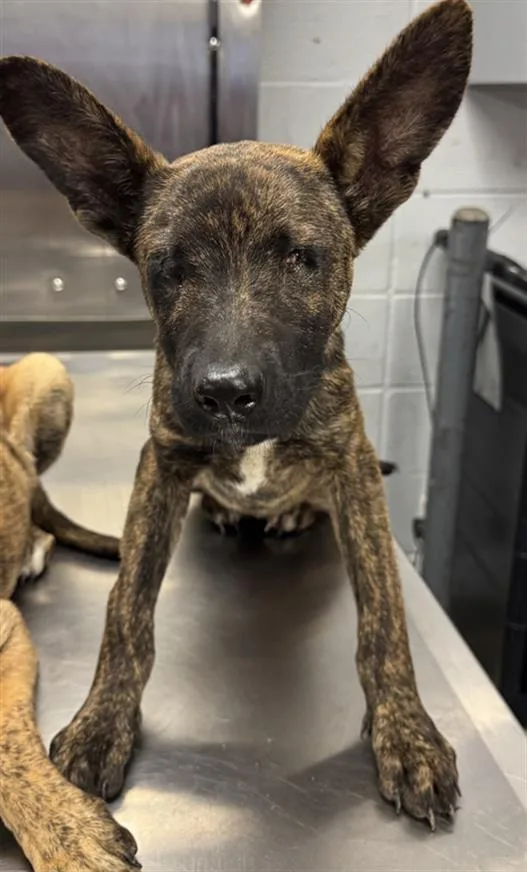 A baby small-sized female Dutch Shepherd dog named Zariah for adoption in Houston, TX