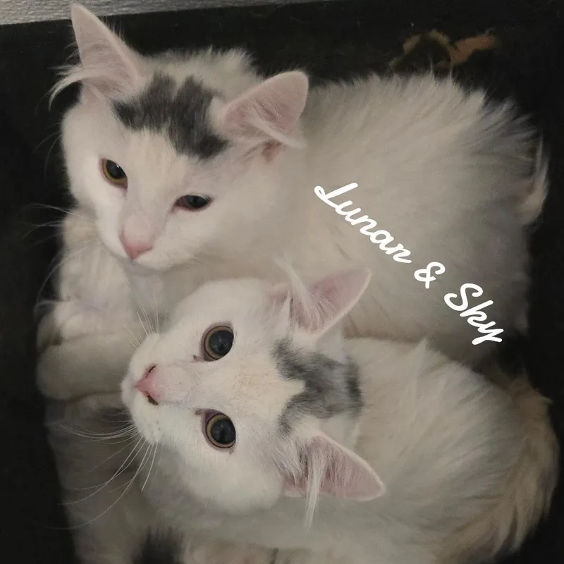 A young medium-sized male Domestic Medium Hair cat named Luner&sky for adoption in Naugatuck, CT