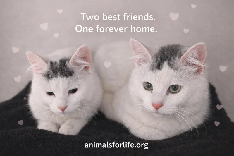 Luner&sky thumbnail 2