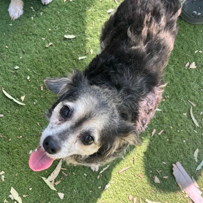 An adult small-sized female Gray / Blue / Silver Miniature Poodle dog named Judy for adoption in Sonoma, CA