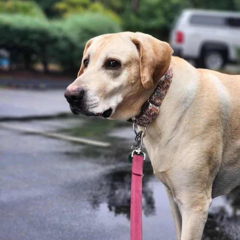 A senior large-sized male Yellow / Tan / Blond / Fawn Yellow Labrador Retriever dog named Benji for adoption in Warwick, RI
