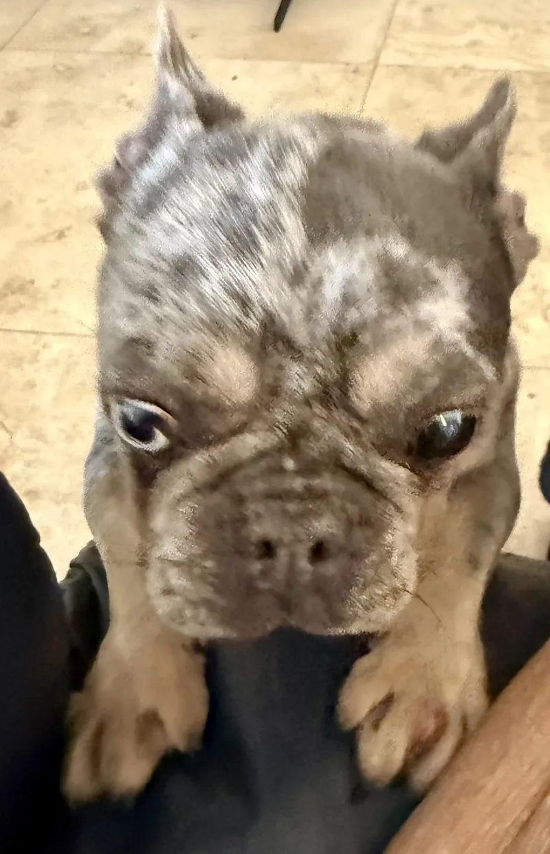 Purebred French Bulldog Blue thumbnail 2