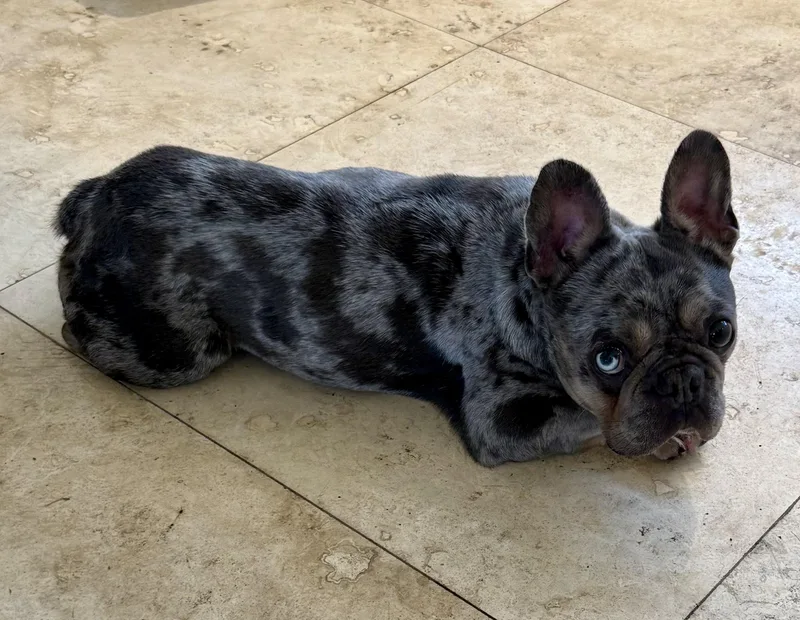 Purebred French Bulldog Blue thumbnail 3