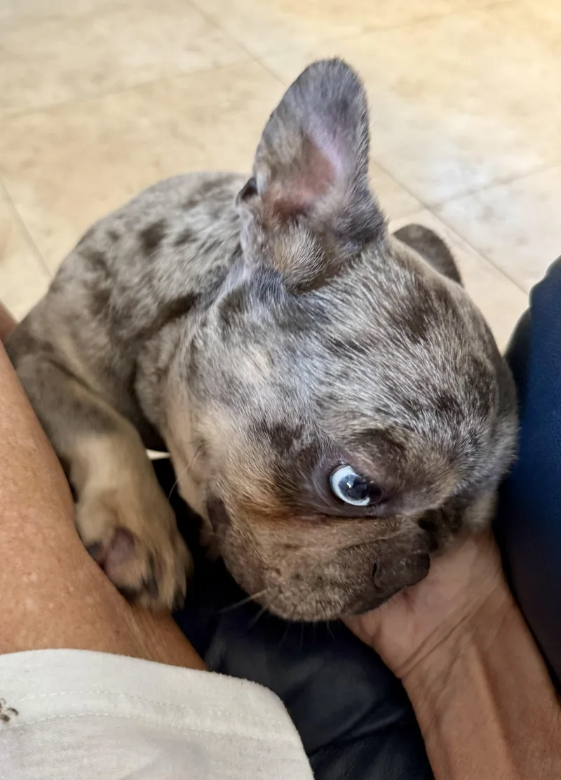 Purebred French Bulldog Blue thumbnail 4