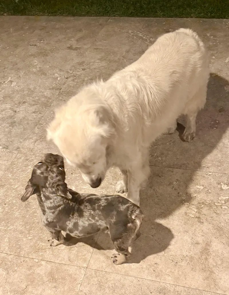 Purebred French Bulldog Blue thumbnail 5