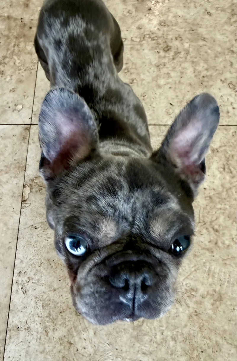 Purebred French Bulldog Blue