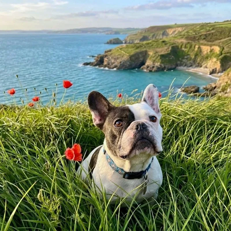 An adult small-sized female French Bulldog dog named Piggy for adoption in Folsom, CA
