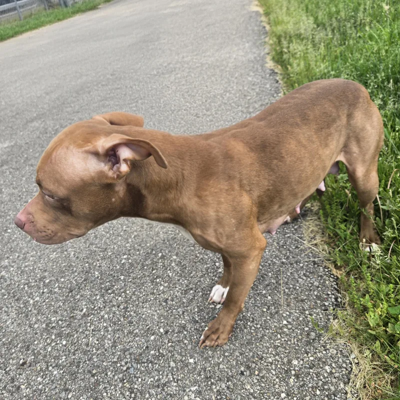 An adult medium-sized female Yellow / Tan / Blond / Fawn Pit Bull Terrier dog named Honey Bun for adoption in Xenia , OH