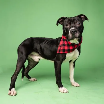 Captain Kid thumbnail 3