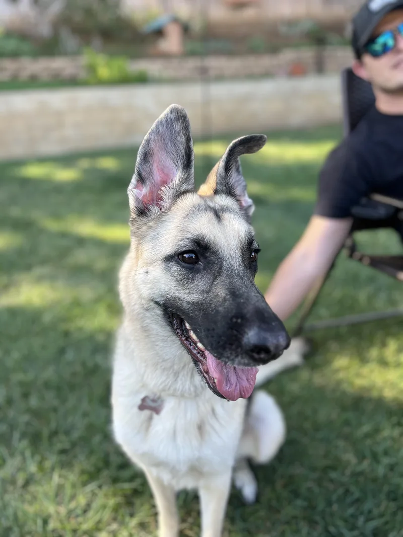 A young medium-sized female German Shepherd Dog dog named Samantha for adoption in Rancho Santa Margarita, CA
