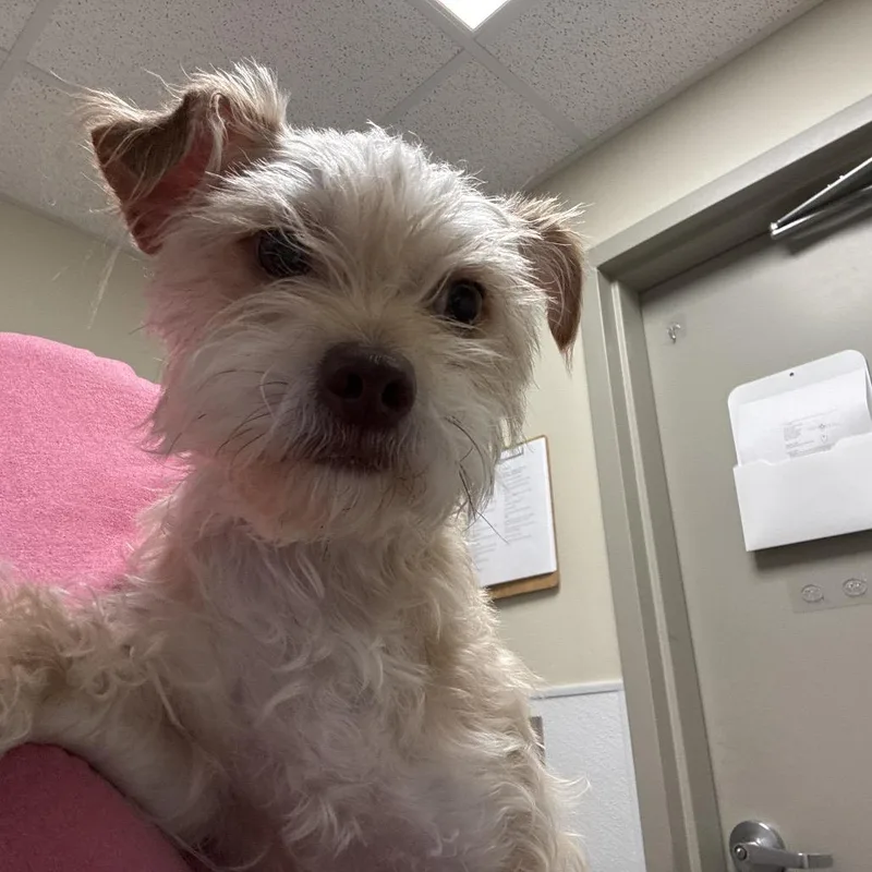 A young small-sized female Cairn Terrier dog named Lisa for adoption in Tulsa, OK