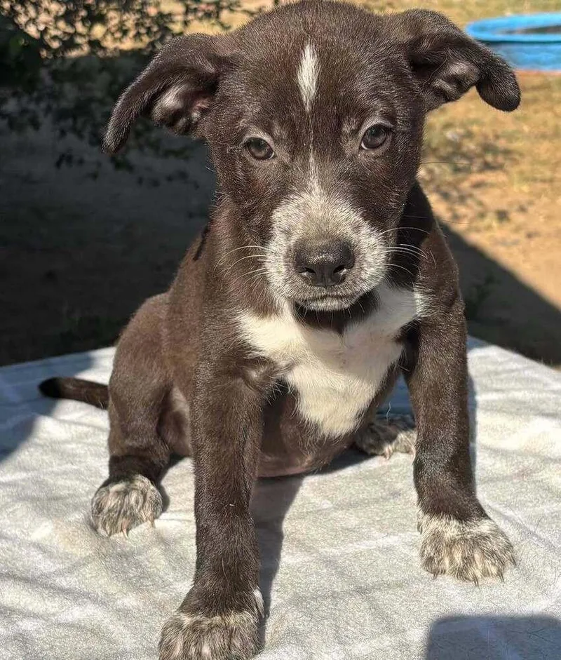 A baby medium-sized female Tricolor (Brown, Black, & White) Mixed Breed dog named Souffle for adoption in Brookshire, TX