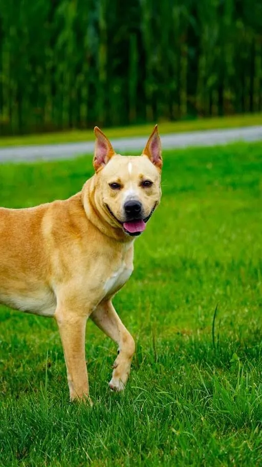 An adult large-sized male Red / Chestnut / Orange Pit Bull Terrier dog named Jack for adoption in Kenton, OH