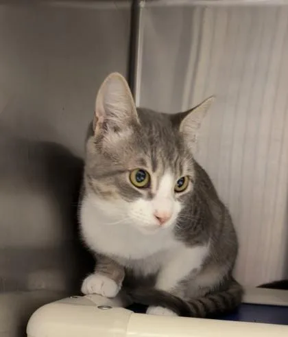 Cilantro thumbnail 2