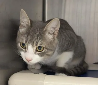 Cilantro thumbnail 3