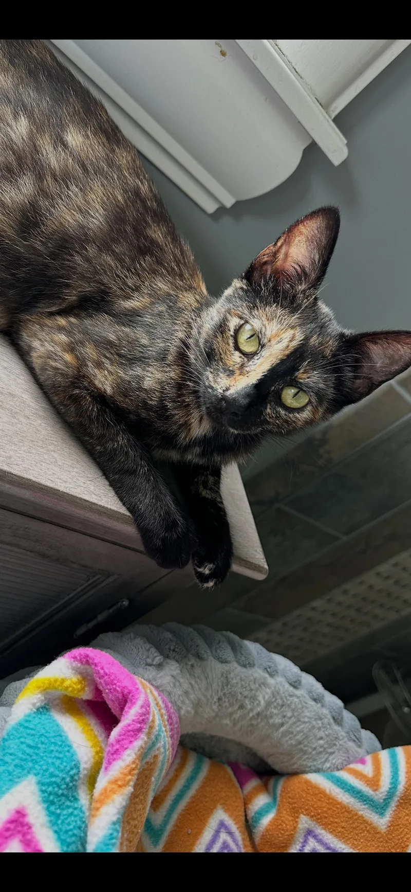 A young small-sized female Tortoiseshell cat named Haley C Ingram for adoption in Saunderstown, RI