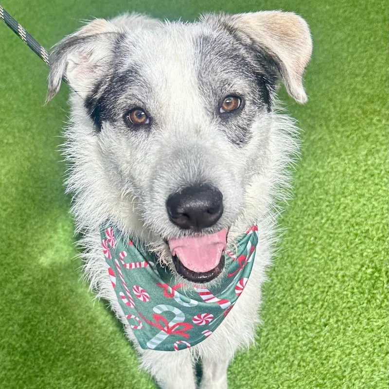 A young medium-sized male White / Cream Mixed Breed dog named Hobbs aka Aladdin for adoption in LOXAHATCHEE, FL
