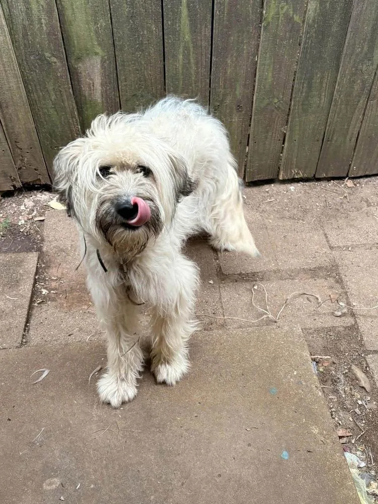 A young medium-sized female Wheaten Terrier dog named Molly for adoption in Shawnee, OK