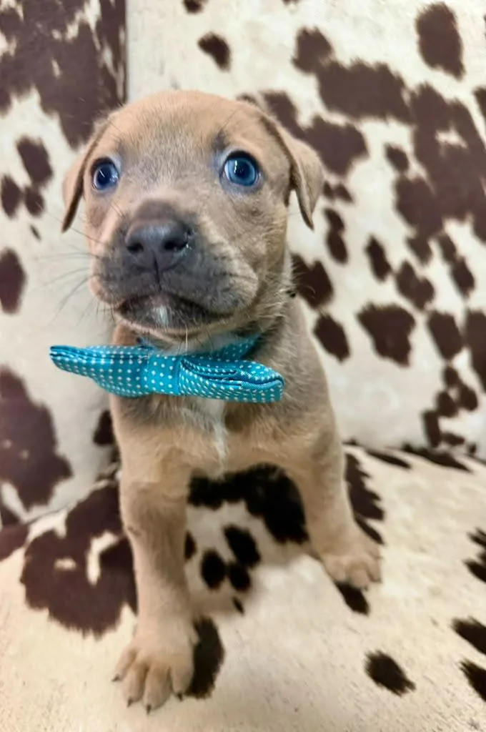 A baby medium-sized male Apricot / Beige Mixed Breed dog named Harvard for adoption in Sunrise, FL