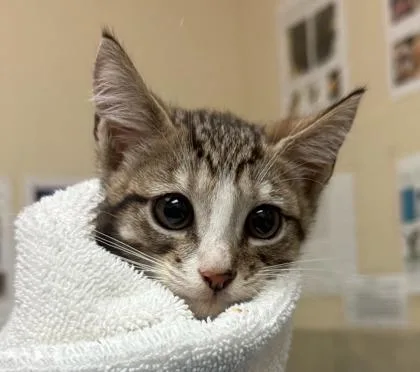 A baby small-sized male Domestic Short Hair cat named Snow Flakes for adoption in Honolulu, HI
