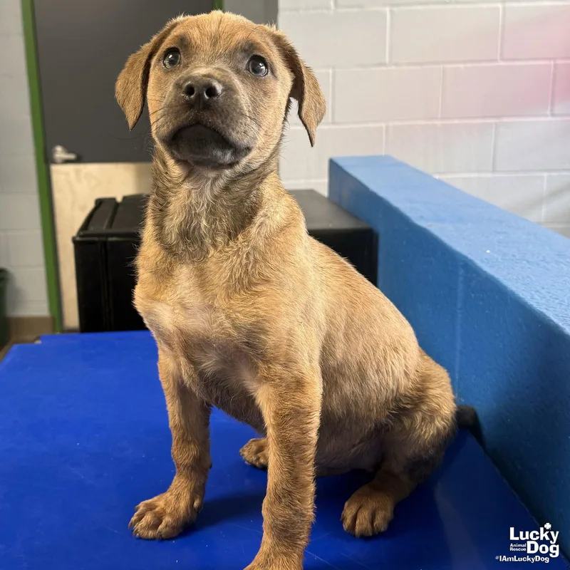 A baby medium-sized male Australian Cattle Dog / Blue Heeler dog named Conner for adoption in Washington, DC
