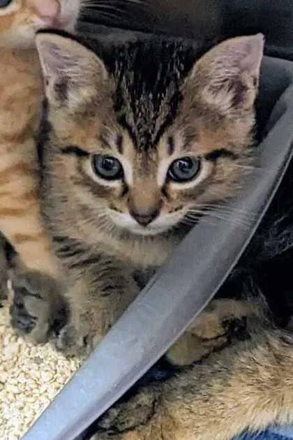A baby small-sized female Domestic Short Hair cat named Pumyra for adoption in Daytona Beach, FL