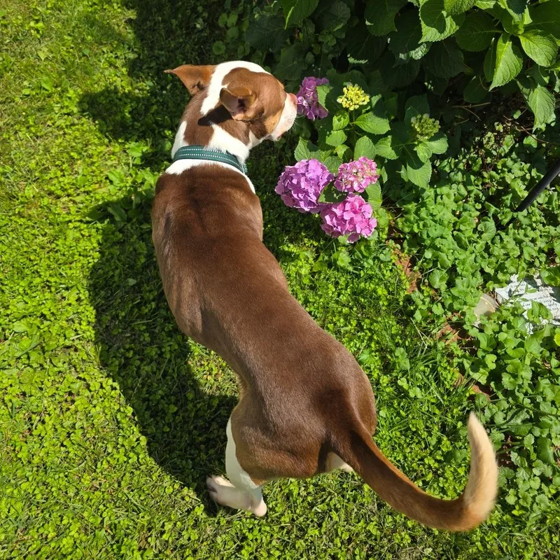 An adult medium-sized male Brown / Chocolate Terrier dog named Benny for adoption in Jarrettsville, MD