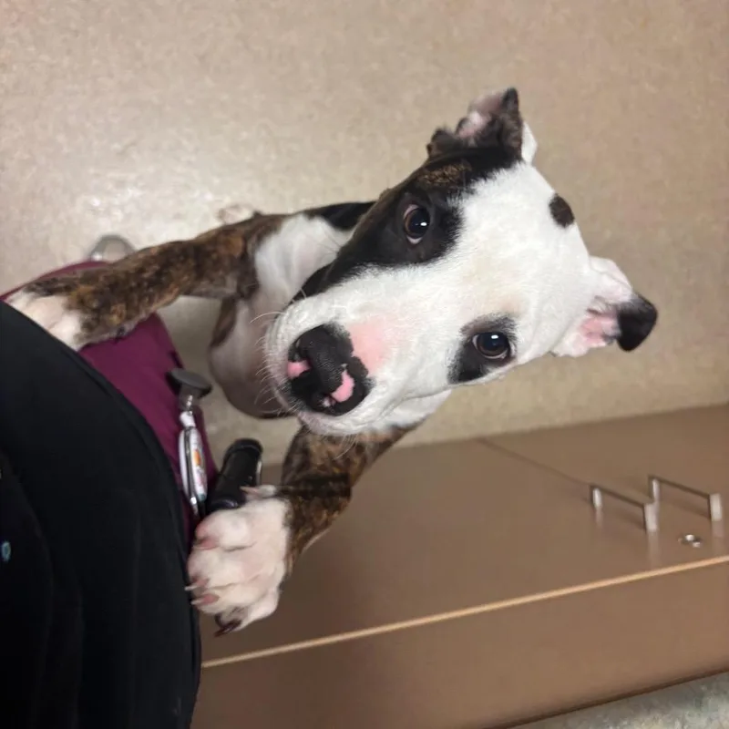 A baby medium-sized female White / Cream Pit Bull Terrier dog named Bailey for adoption in Bristol, IN