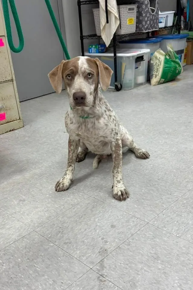 A baby medium-sized male Hound dog named Joshua for adoption in Sorrento, LA