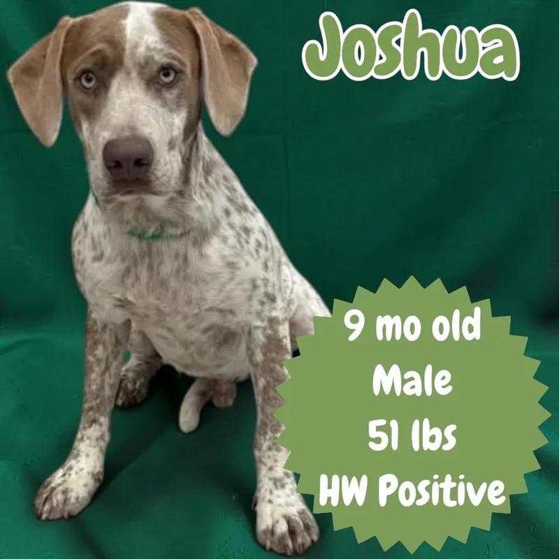 Joshua thumbnail 2
