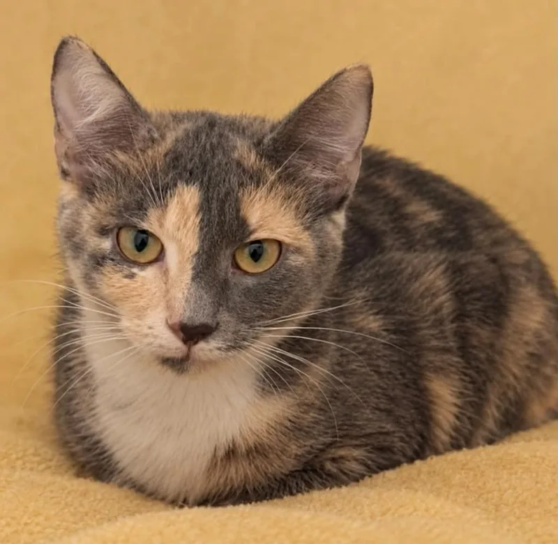 A baby medium-sized female Domestic Short Hair cat named Moon Pie for adoption in Columbia, TN