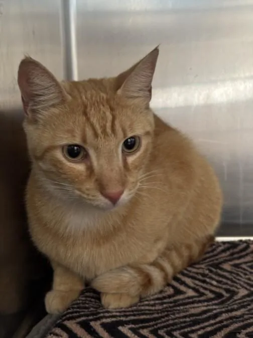 An adult small-sized male Domestic Short Hair cat named Cat for adoption in San Pedro, CA