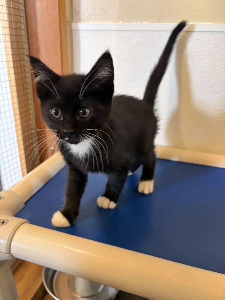 A baby small-sized male Black & White / Tuxedo Domestic Short Hair cat named Logan for adoption in Challis, ID