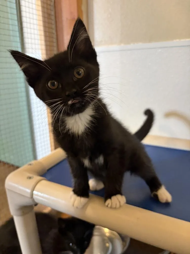 Logan thumbnail 3