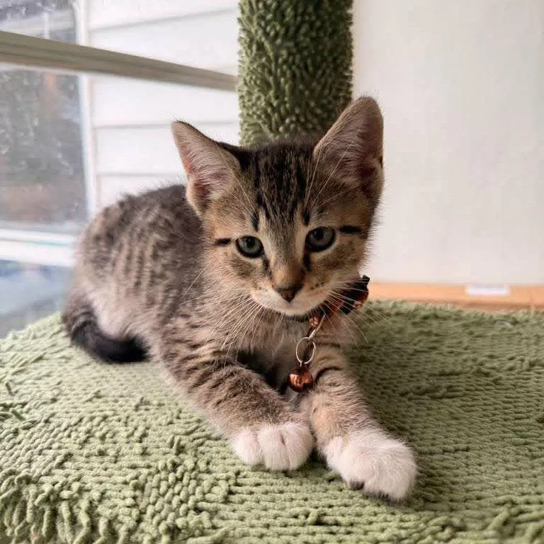 A baby medium-sized male Tabby (Brown / Chocolate) Tabby cat named Jasper for adoption in Harrisburg, PA