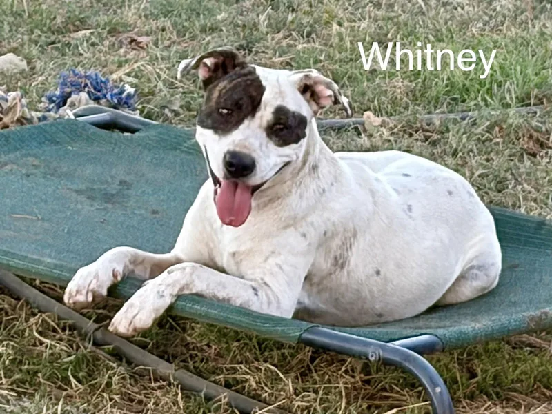 Whitney thumbnail 3