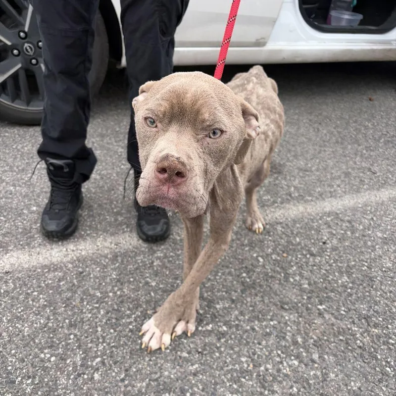 An adult large-sized male Brown / Chocolate Mixed Breed dog named Vinny Jones for adoption in Alexandria, VA