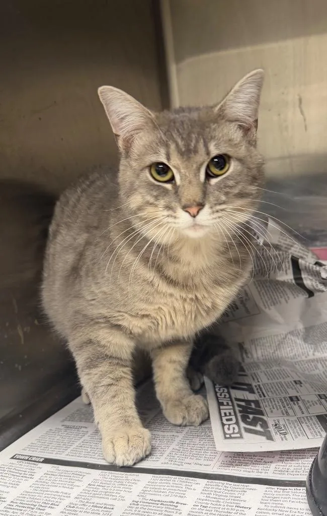 An adult medium-sized male Domestic Short Hair cat named Elmer for adoption in Hopkinsville, KY