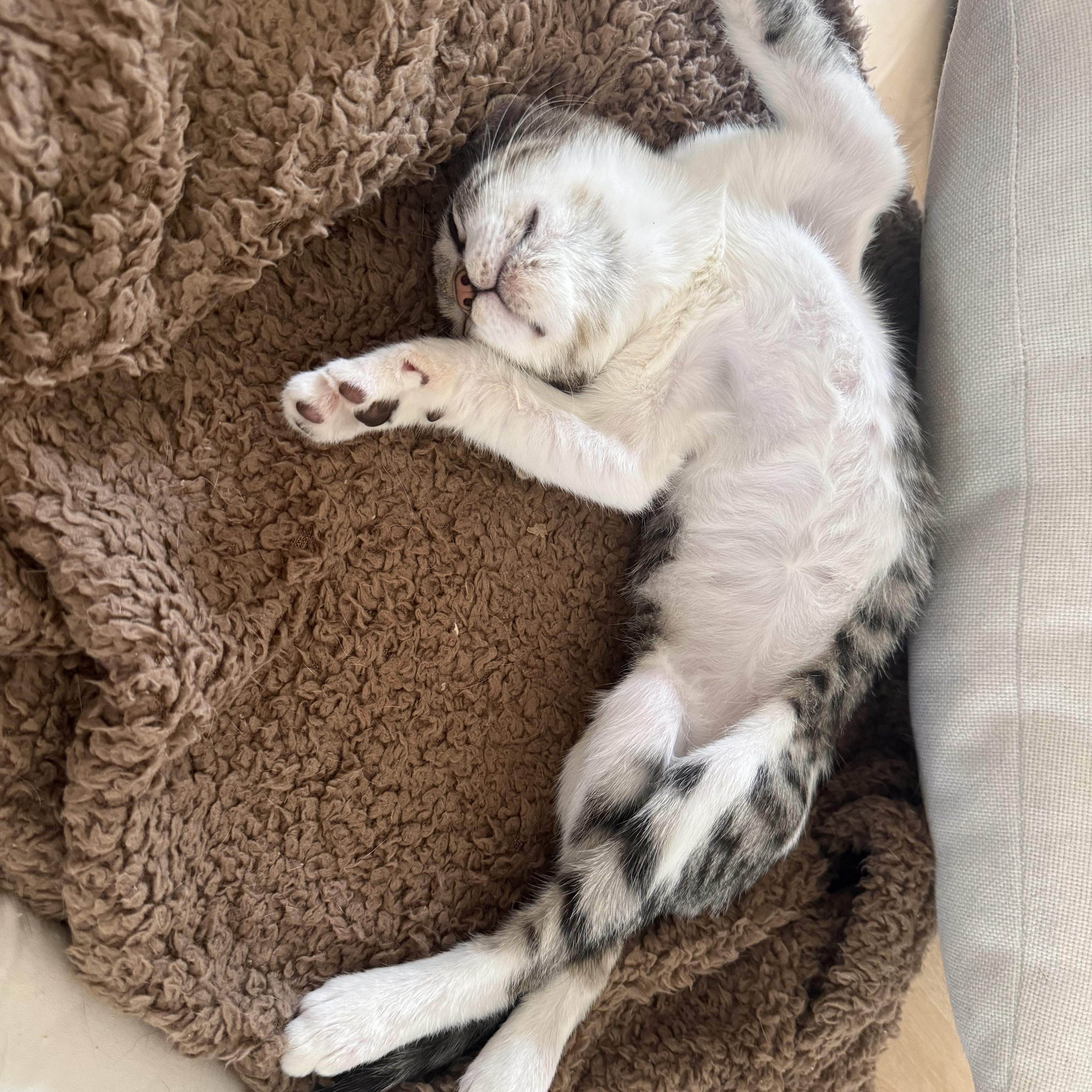 A baby medium-sized male Tabby (Buff / Tan / Fawn) Domestic Short Hair cat named Toby for adoption in Satsuma, AL