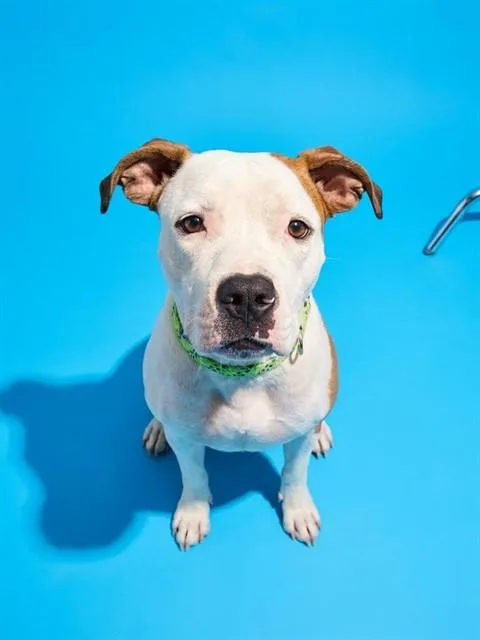 A young medium-sized female Mixed Breed dog named Pootsy for adoption in Jacksonville, FL