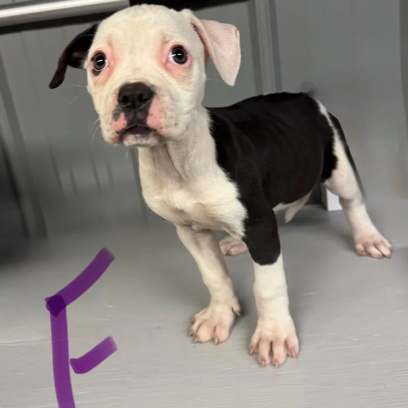 A baby small-sized female Black English Bulldog dog named Female for adoption in Homer, NY