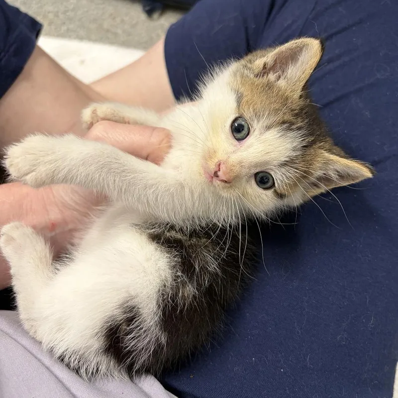 A baby small-sized male Gray / Blue / Silver Domestic Short Hair cat named Giovanni for adoption in Ferndale, MI