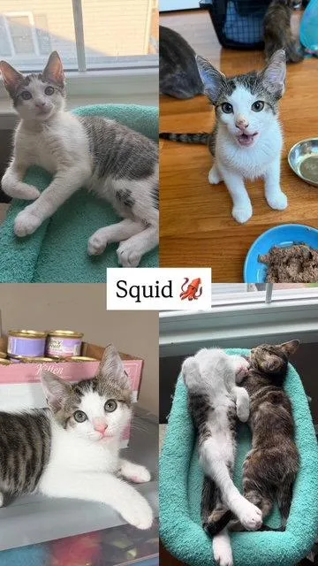 Squid