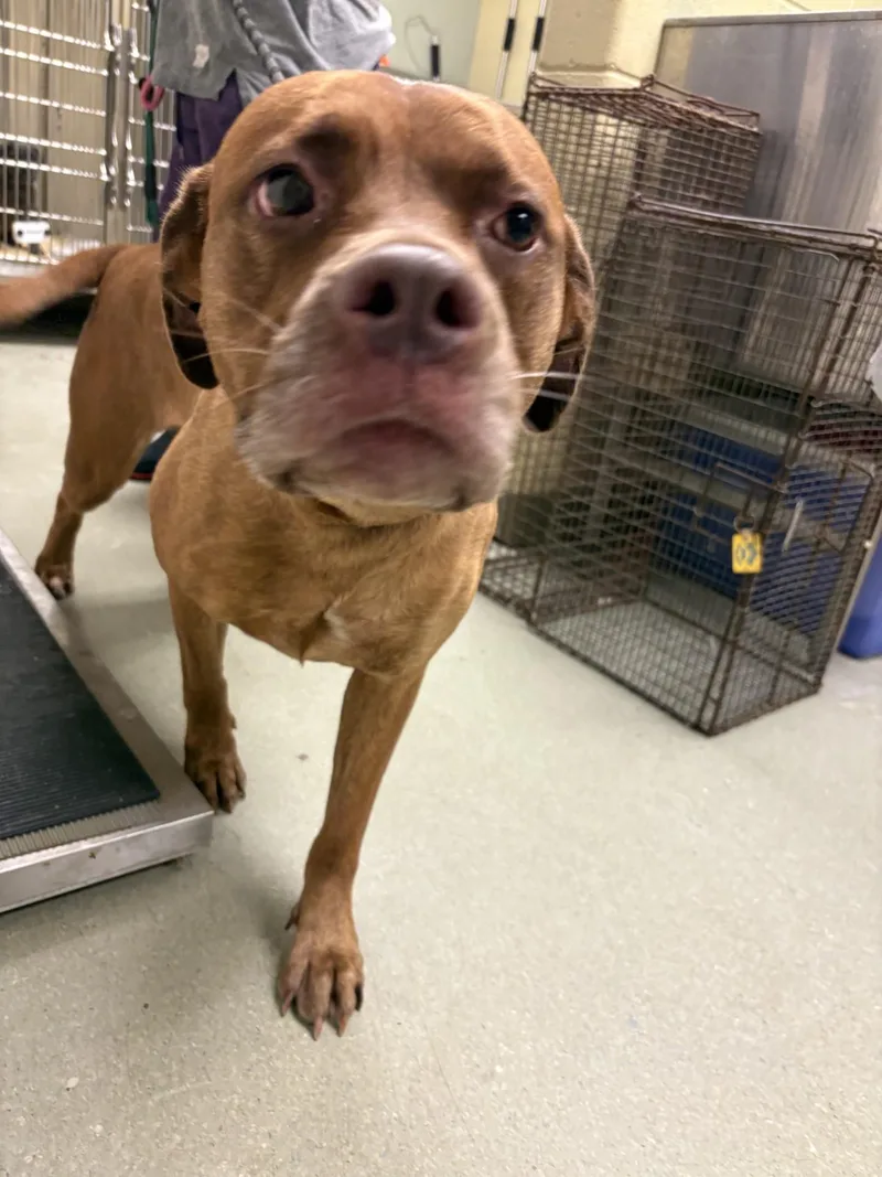 An adult large-sized female Labrador Retriever dog named "Bailey" for adoption in Leavenworth, KS
