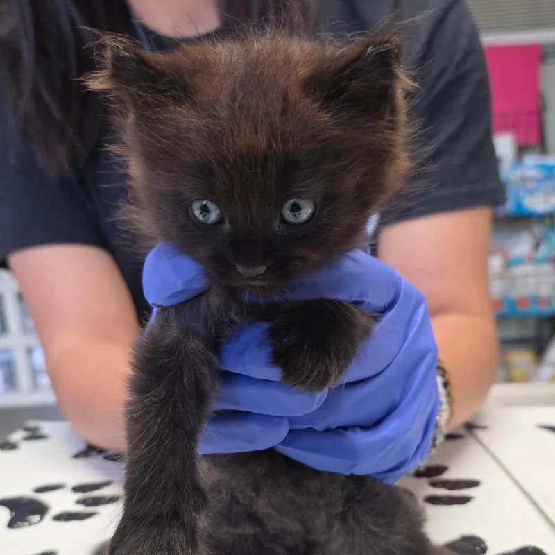 A baby small-sized male Black Domestic Medium Hair cat named Nash for adoption in Mount Juliet, TN