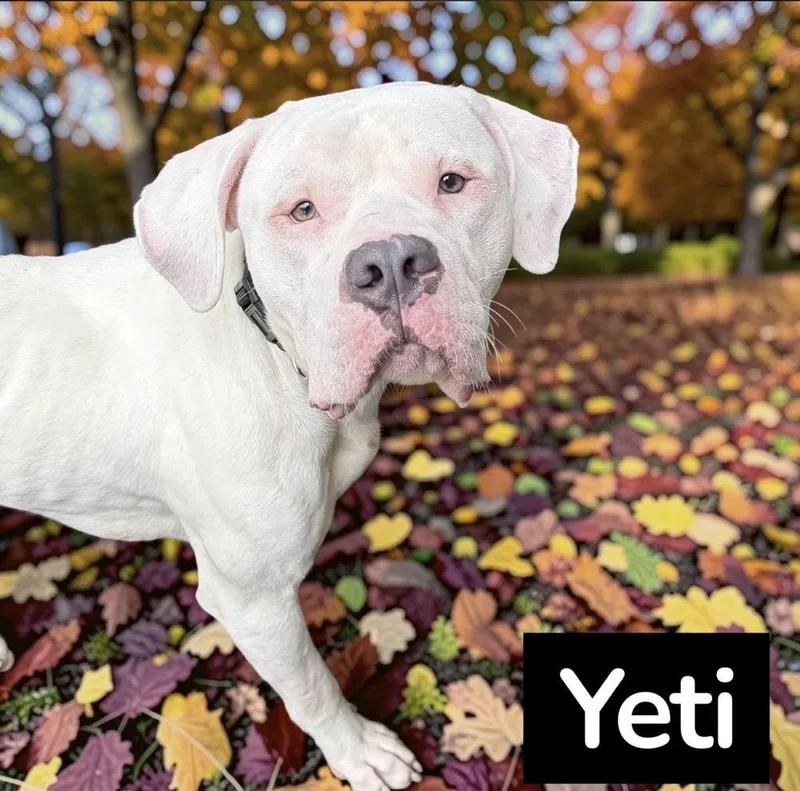 An adult medium-sized male Boxer dog named Yeti for adoption in Irwin, PA