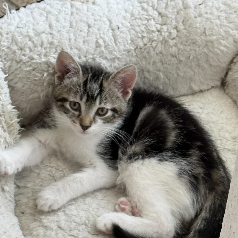 A baby small-sized male White Domestic Short Hair cat named Ares for adoption in Milwaukee, WI