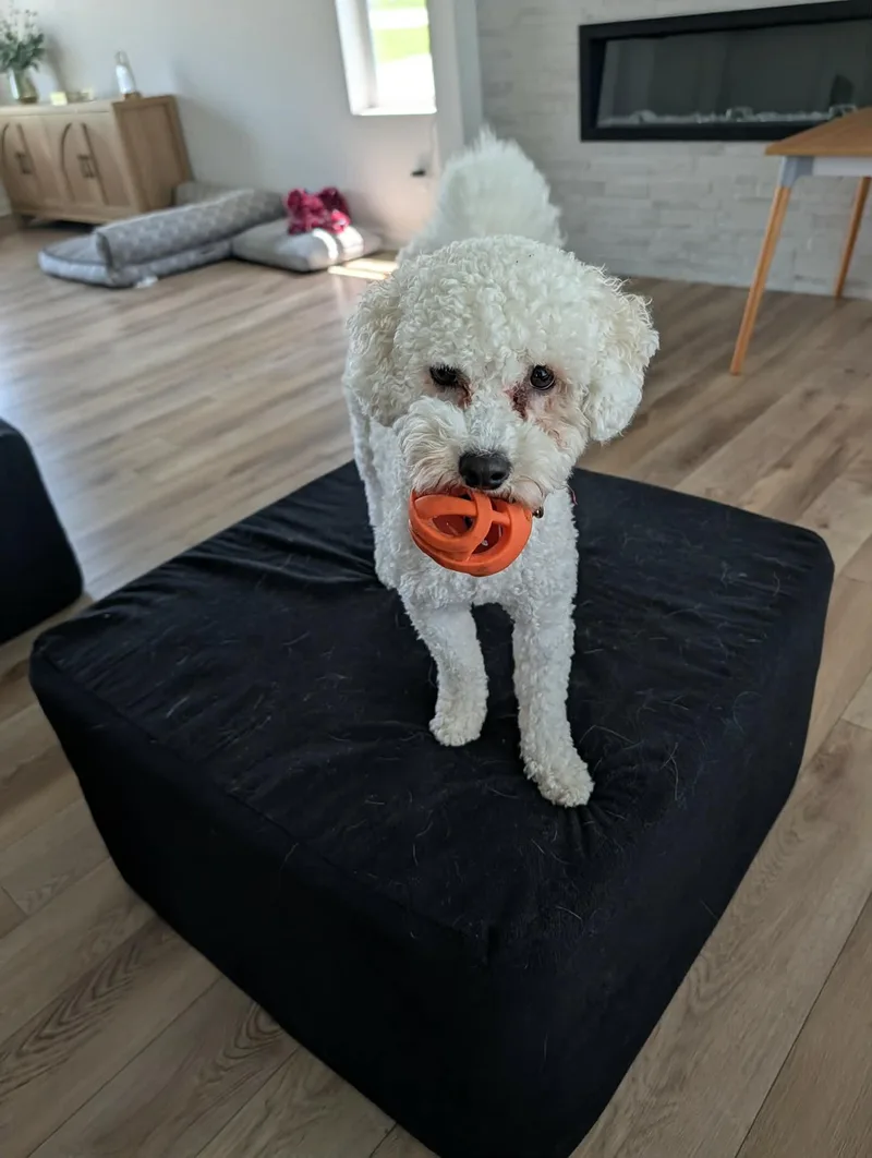 Charlie thumbnail 2