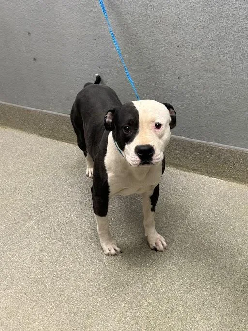 A young large-sized male Pit Bull Terrier dog named Greico for adoption in Las Vegas, NV