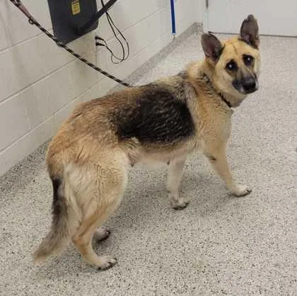 An adult large-sized female Black German Shepherd Dog dog named Bertie for adoption in Kansas City, MO